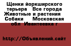 Щенки йоркширского терьера - Все города Животные и растения » Собаки   . Московская обл.,Ивантеевка г.